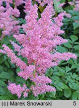 Astilbe Showstar