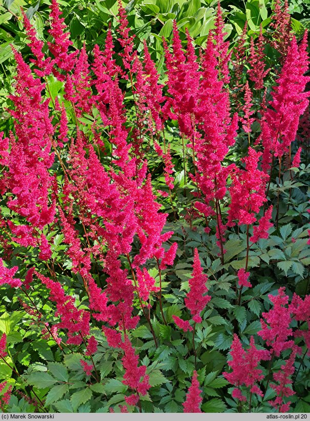 Astilbe Granat