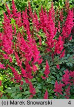 Astilbe Granat