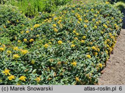 Hypericum calycinum Rose von Sharon