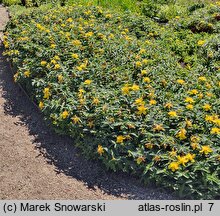 Hypericum calycinum Rose von Sharon