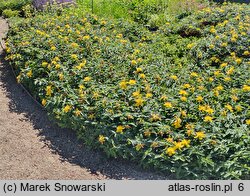 Hypericum calycinum Rose von Sharon