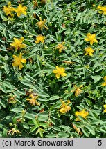 Hypericum calycinum Rose von Sharon