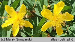 Hypericum calycinum Rose von Sharon