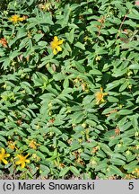 Hypericum calycinum Rose von Sharon