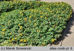 Hypericum calycinum Rose von Sharon