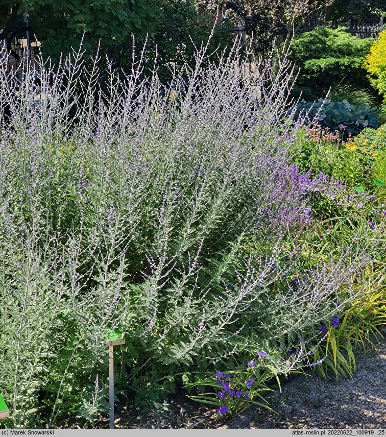 Salvia yangii Blue Spire