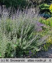 Salvia yangii Blue Spire