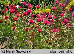 Monarda didyma Bee-Purple