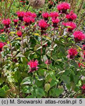 Monarda didyma Bee-Purple