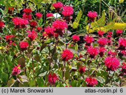 Monarda didyma Bee-Purple