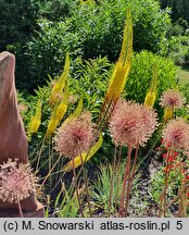 Eremurus ×isabellinus