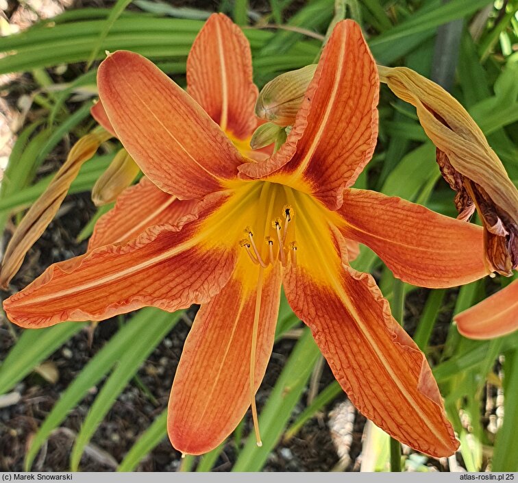 Hemerocallis fulva Kwanso