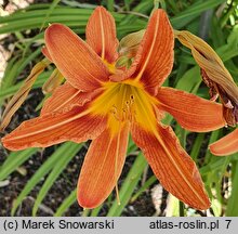 Hemerocallis fulva Kwanso