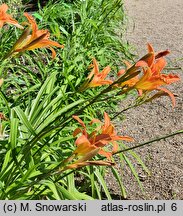 Hemerocallis fulva Kwanso