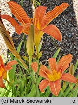 Hemerocallis fulva Kwanso