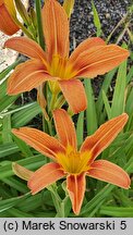 Hemerocallis fulva Kwanso