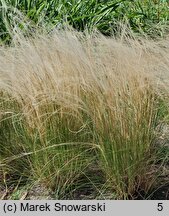 Stipa tirsa (ostnica cienkolistna)