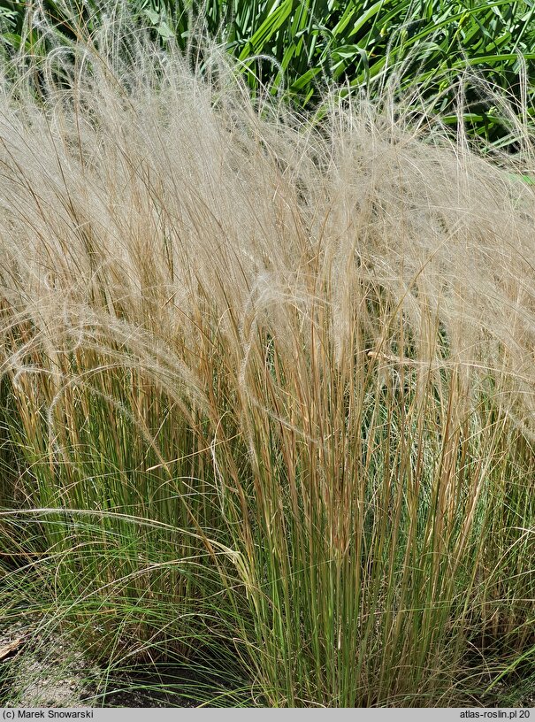 Stipa tirsa (ostnica cienkolistna)