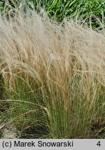 Stipa tirsa (ostnica cienkolistna)