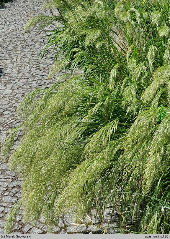 Achnatherum calamagrostis (chropiatka trzcinnikowata)