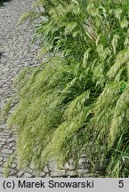 Achnatherum calamagrostis (chropiatka trzcinnikowata)