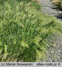 Achnatherum calamagrostis (chropiatka trzcinnikowata)