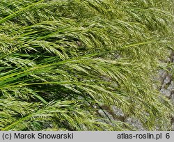 Achnatherum calamagrostis (chropiatka trzcinnikowata)