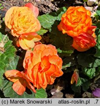 Begonia ×tuberhybrida Go!EARLY Fire