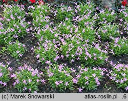Isotoma Stella Pink