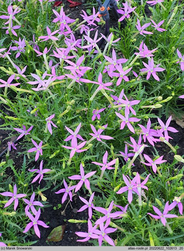 Isotoma Stella Pink