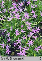 Isotoma Stella Pink
