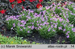 Isotoma Stella Pink