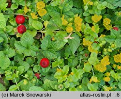 Potentilla indica (poziomkówka indyjska)
