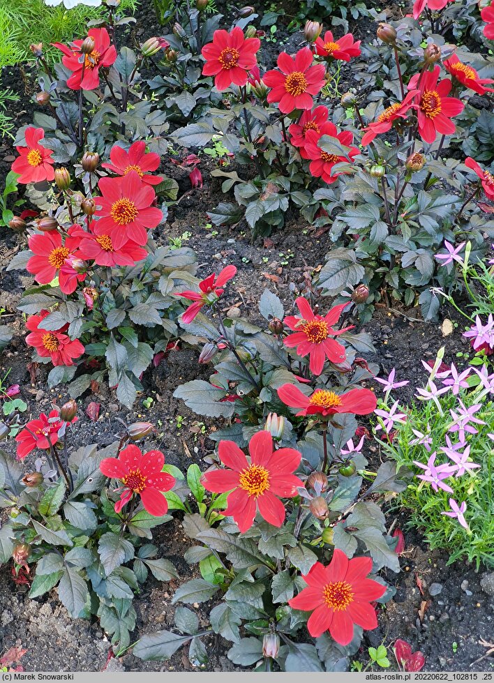 Dahlia hort. Happy Days Scarlet