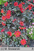 Dahlia hort. Happy Days Scarlet