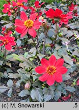 Dahlia hort. Happy Days Scarlet