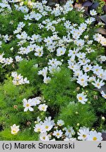 Cosmos bipinnatus Casanova White