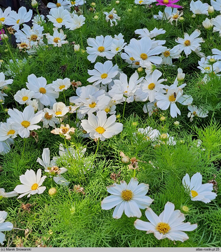 Cosmos bipinnatus Casanova White