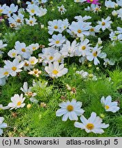 Cosmos bipinnatus Casanova White