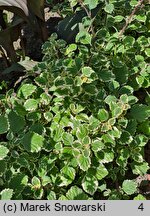 Coleus paniculatus Variegata