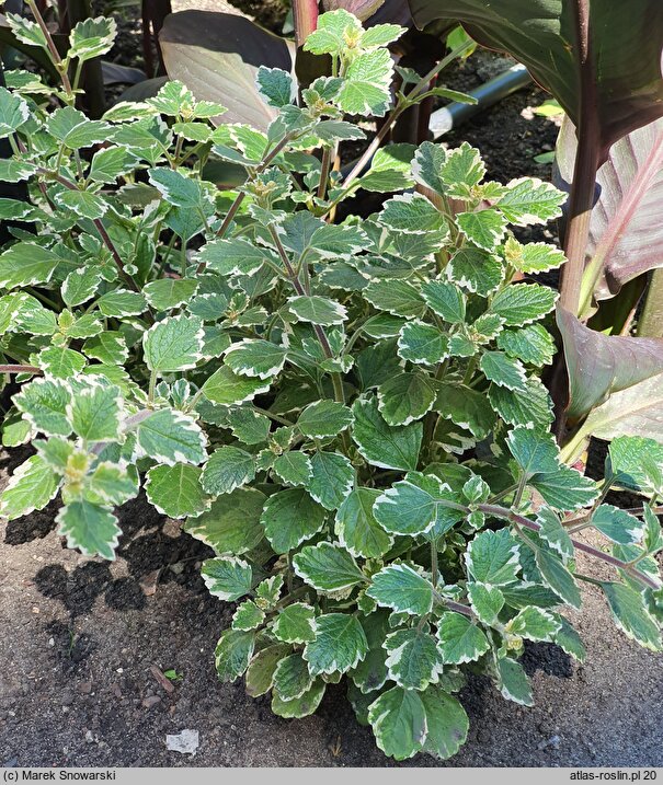 Coleus paniculatus Variegata