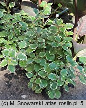 Coleus paniculatus Variegata