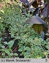 Coleus paniculatus Variegata