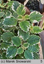 Coleus paniculatus Variegata