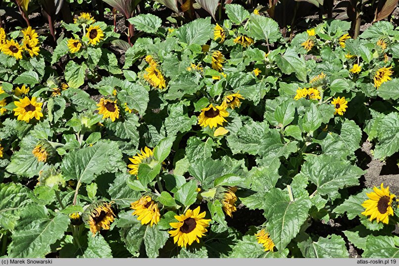 Helianthus annuus Sunsation Yellow