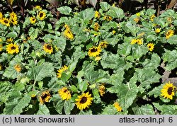 Helianthus annuus Sunsation Yellow