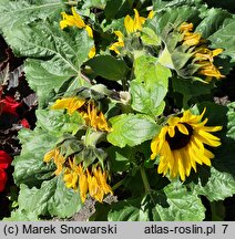 Helianthus annuus Sunsation Yellow