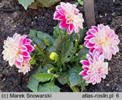 Dahlia hort. Sincerity