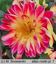 Dahlia hort. Irene Red Orange